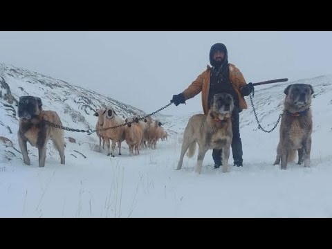 Kış Geldi Çobanlar Kurtlar İçin Telaşlı