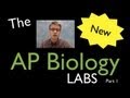 Exploring Key Concepts in AP Biology Labs