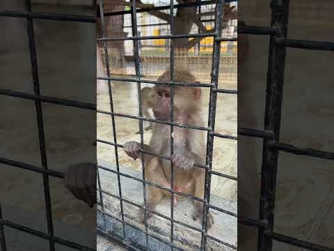 Elisa Esposito accarezza dei leoni allo zoo e rischia di perdere una mano