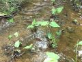 Stream Identification and Management Practices