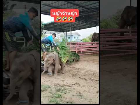 #elephant #funnyanimal #ช้างน่ารัก #animals #funnyelephant #funny #cute