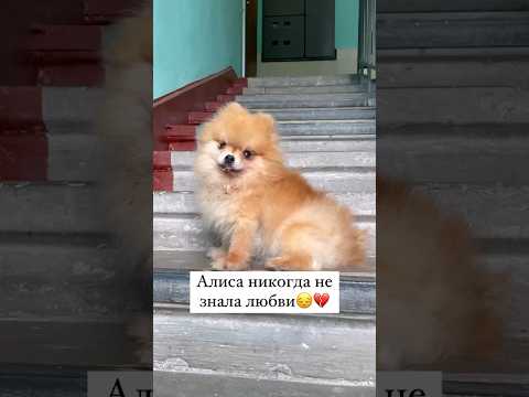 Алиса жертва черных разведенцев. Но теперь она дама и в безопасности