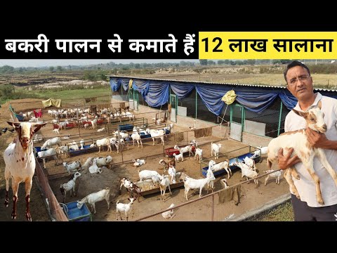 1.5 लाख महिने की नौकरी छोड़ शुरू किया Goat Farming Business | Goat Farming | Goat Farm Tour