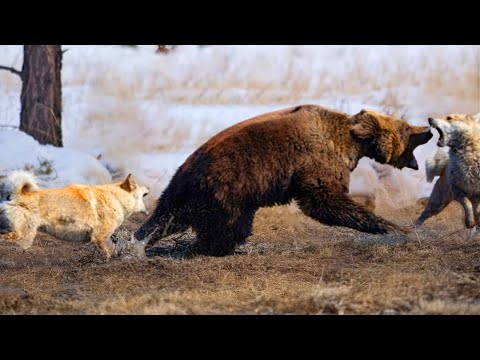 Dramatic! The Bold Wolves "Set Up A Scene" To Catch A Brown Bear And The Situation Was Spectacular.