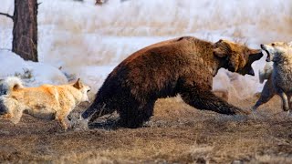 Dramatic! The Bold Wolves "Set Up A Scene" To Catch A Brown Bear And The Situation Was Spectacular.