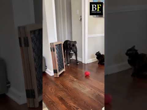 "Best Funny Cats and Dogs fails Compilation | animals fails"#shorts