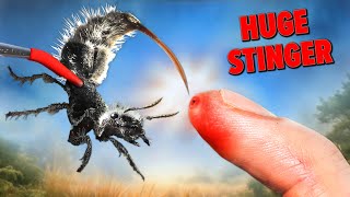 STUNG by One of South America's Rarest Insects!