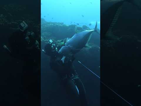 Giant Fish on Hand Spear! #spearfishing #fishing