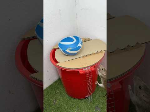 最佳家用捕鼠器/高效翻盖式捕鼠器 #mousetrap