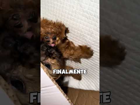 Cucciolo Sporco e Abbandonato Trovato nel Parco #cane #animali #triste