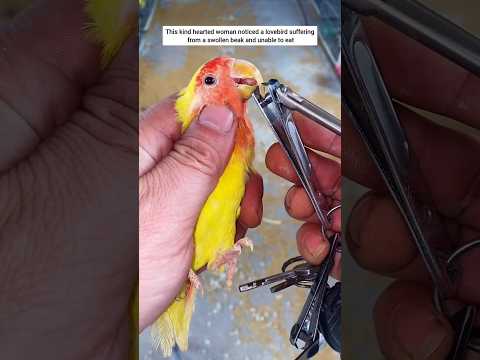 This woman noticed a lovebird suffering from a swollen beak and unable to eat #lovebirds #rescue