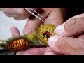 Lamprey Anatomy and Behavior