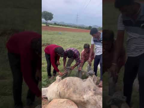 ఇంత దారుణమైన సంఘటన చూస్తాను అనుకోలేదు...#trending #youtubeshorts #sad #cow #humanity #viral #shorts