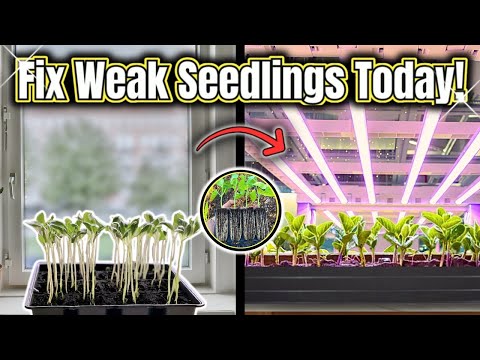 The Seed Starting Mistake You’re Probably Making Fix This Today!