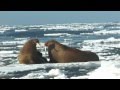 Marine Mammal Protection Act Overview