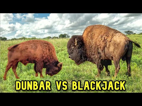Young Cocky Bull Gets a Rude Awakening!