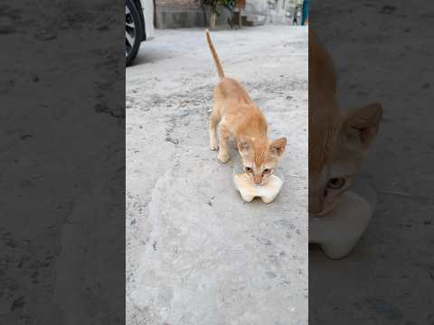 Omer ne bhokhi cat ko khana khilaya #viralvideo #viral #shorts #shortvideo #emotional