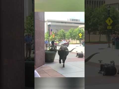Run for Your Life! Bull on the Loose #shorts