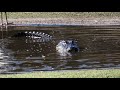 Alligators and Their Role in the Ecosystem