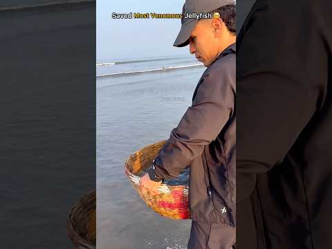Rescue mission: Over 100+ Jellyfish safely returned to their home 🥺