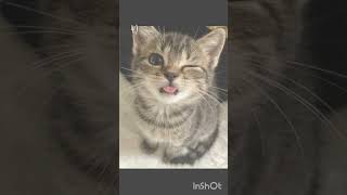 —im fuled by monster energy— #cat #kitten #pinterest #idkwhattoputhere