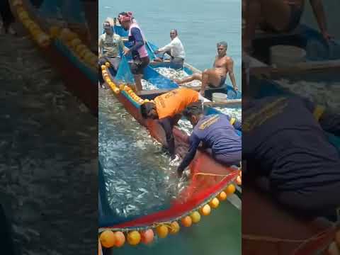 Nelayan India ini mendapatkan banyak ikan setelah berada di lautan lepas #shorts
