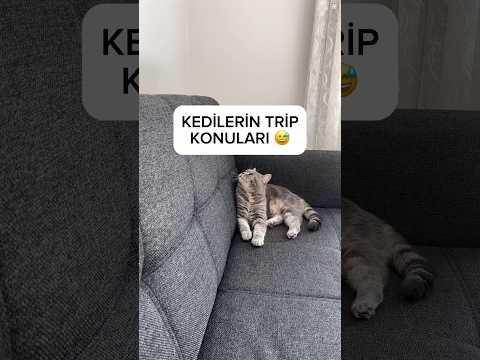 Kedilerin trip konuları 😅