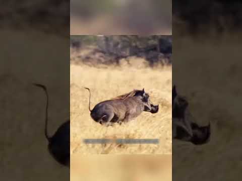 शेरों को चकमा देता हुआ चालाक सुअर 😱 | #shorts #viralvideo #animalrescue