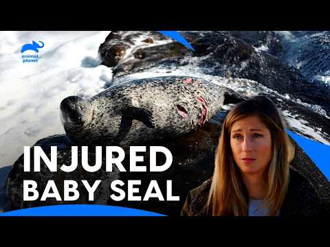 Cute Baby Seal Rescued on The Beach - Injured, Underweight, and Alone | Dodo Heroes | Animal Planet