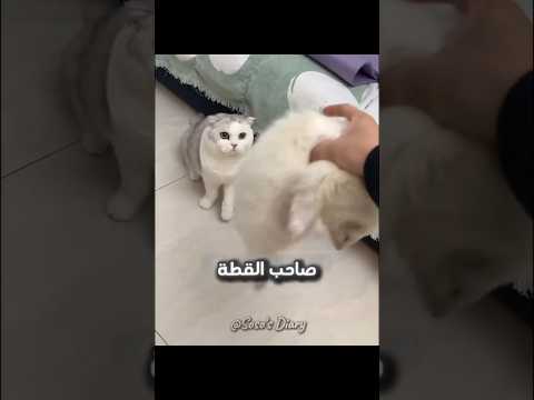 القطة صدقت المقلب