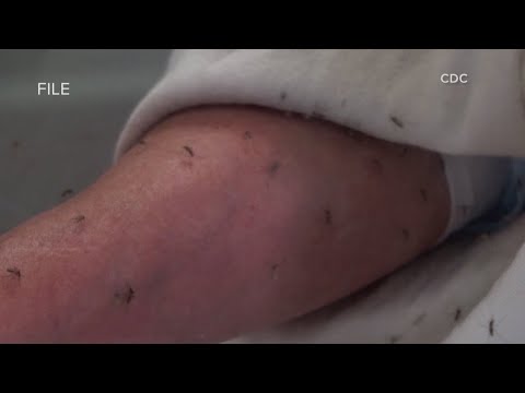 YouTube video thumbnail: The Breakdown: How Common Is West Nile Virus in Louisiana?