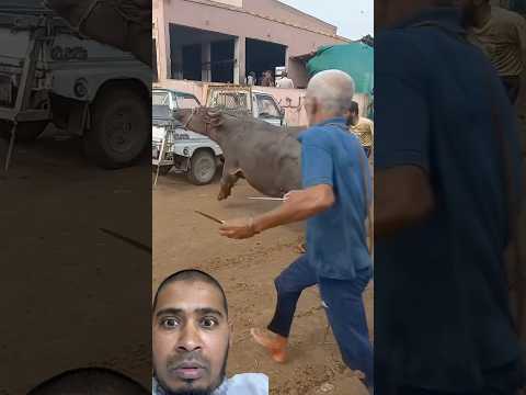 #shorts #trending #cow #funny #baffalo #bull #automobile #animals #cattle #cattlefarm #trending