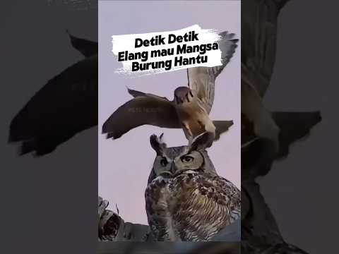 300km/jam Raja Langit, ELANG! Apapun Siap Di Mangsa nya! #elang #eagle #Burung #tercepat #shorts
