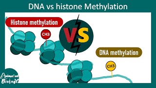 DNA vs Histone methylation |  How DNA and histone methylation regulate gene expression?