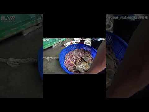 【妹子花$595瘋搶買魚！ 直擊海鮮瀑布洩洪超驚人】#shorts