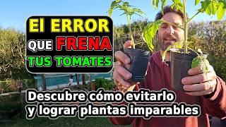 Como Lograr Plantines de Tomate Exitosos para una Cosecha Increíble