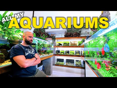 HUGE Fish Room Tour!! 50x Tanks - 1000's of Fish | June 2025