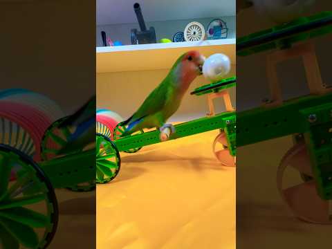 Bird Training:smart lovebird parrot l smart little cute parrot #training#smartparrot#cute