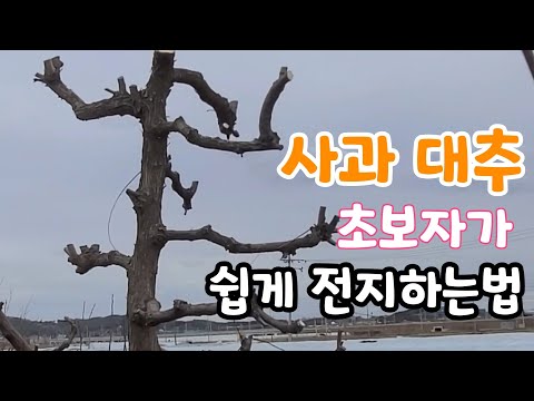사과 대추나무 가지치기 꿀팁!  초보자도 기본 알면 쉽다. 대추 벌레 안먹게 하기