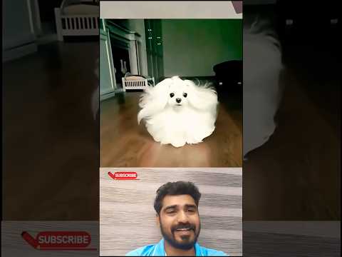 എൻ്റെ കുസൃതി കുടുക്ക😊 #shorts #dog #funny  #love