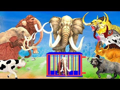 5 Giant Elephant Cow vs 5 Giant Bull Attack Cow Baby Mammoth Saved by Woolly Mammoth Mastodon