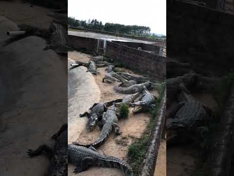 How crocodiles are raised on farms #shorts #crocodiles