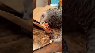 Apollo Tries Crab 🦀