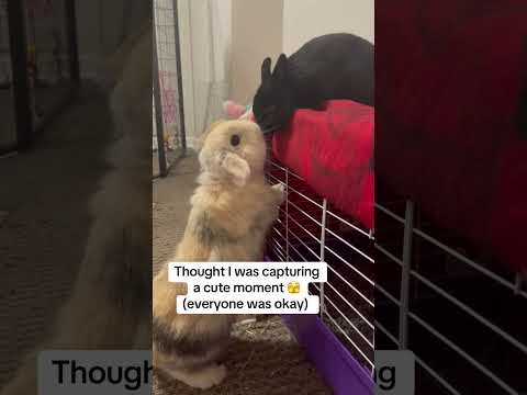 Funny Rabbit 🐰 moments 🤣#shortsfeed #shortsviral