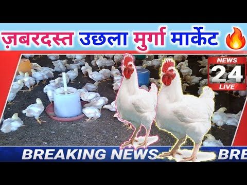 22 june | Poultry rate today | aaj ka thok murga mandi rates | broiler poultry rate today