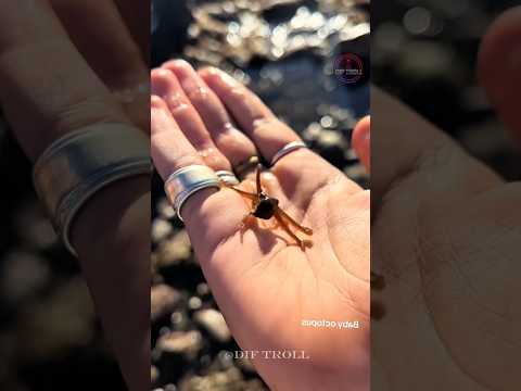 How a Cute Creature Became a Fearsome Predator