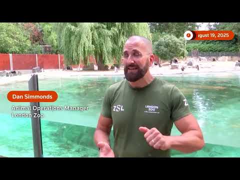 YouTube video thumbnail: Penguins, Capybaras hit Scales for London Zoo’s Annual Weigh in