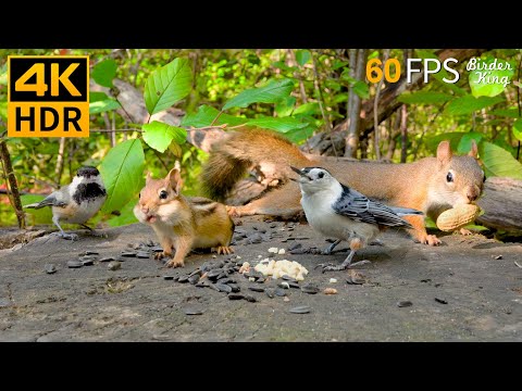 Cat TV for Cats to Watch 😺 Cute Chipmunks, Birds, Squirrels 🐿 Nature Fun 4K HDR 60FPS