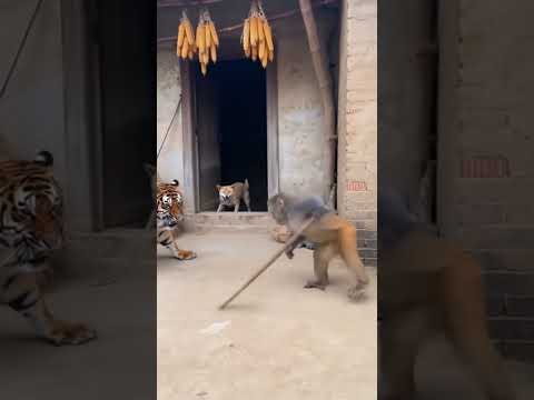 Monkey Uses Staff Techniques to Drive Away a Tiger ๐ฅ๐๐ฏ | ์์ญ์ด๊ฐ ๋ด์ ๋ก ํธ๋์ด๋ฅผ ๋ชฐ์๋์ด์ ๐ฅ๐๐ฏ | ใตใซใๆฃ่กใงใใฉใๆ้ใใ ๐ฅ๐๐ฏ