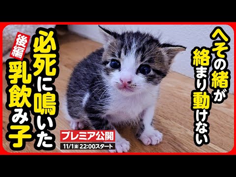 【子猫 保護】へその緒がついた乳飲み子 儚い命...ひとり残されたこの子を守りたい【後編】